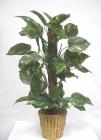 Pothos on pole